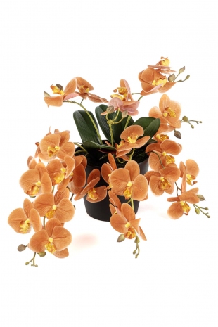 Amber Romance Orkide 33 cm