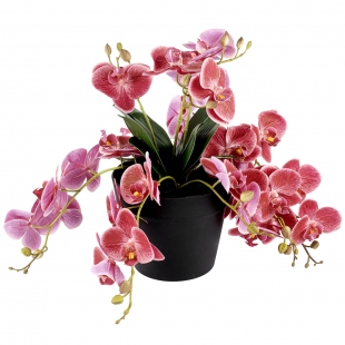 Pink Romance Orkide 33 cm
