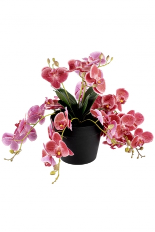 Pink Romance Orkide 33 cm
