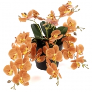 Amber Romance Orkide 33 cm