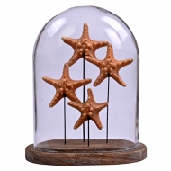 Ceviz Standlı Oval Cam Fanus Deniz Yıldızı 22x16x28 cm