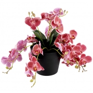 Pink Romance Orkide 33 cm