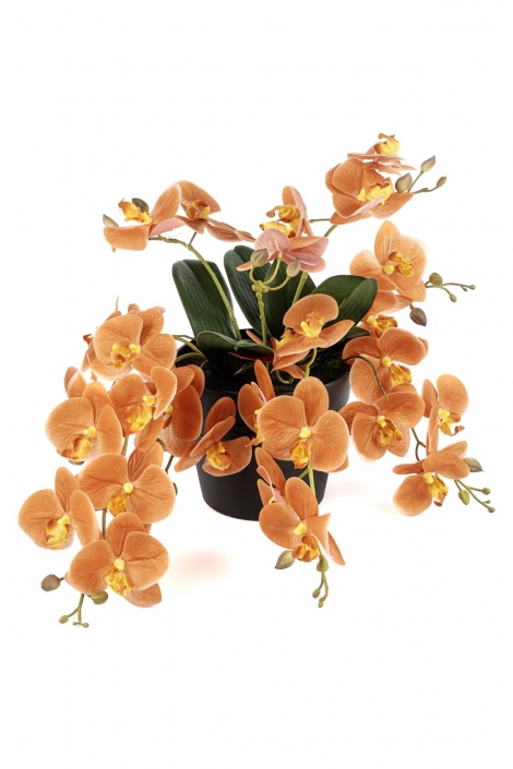 Amber Romance Orkide 33 cm