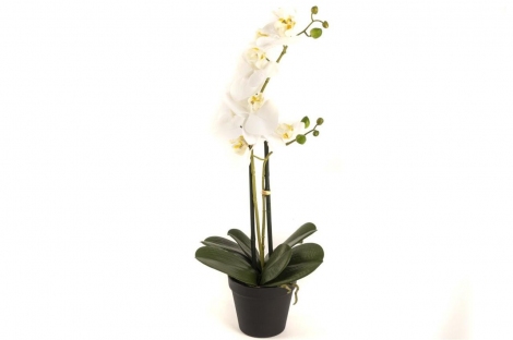 Beyaz 2li Yapay Orkide 58 cm